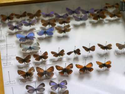Spiccano le ali di color arancione brillante costellate di punti neri della Lycaena phlaeas, appartenente all�ordine dei Lepidotteri (in foto posizionate in sesta riga)